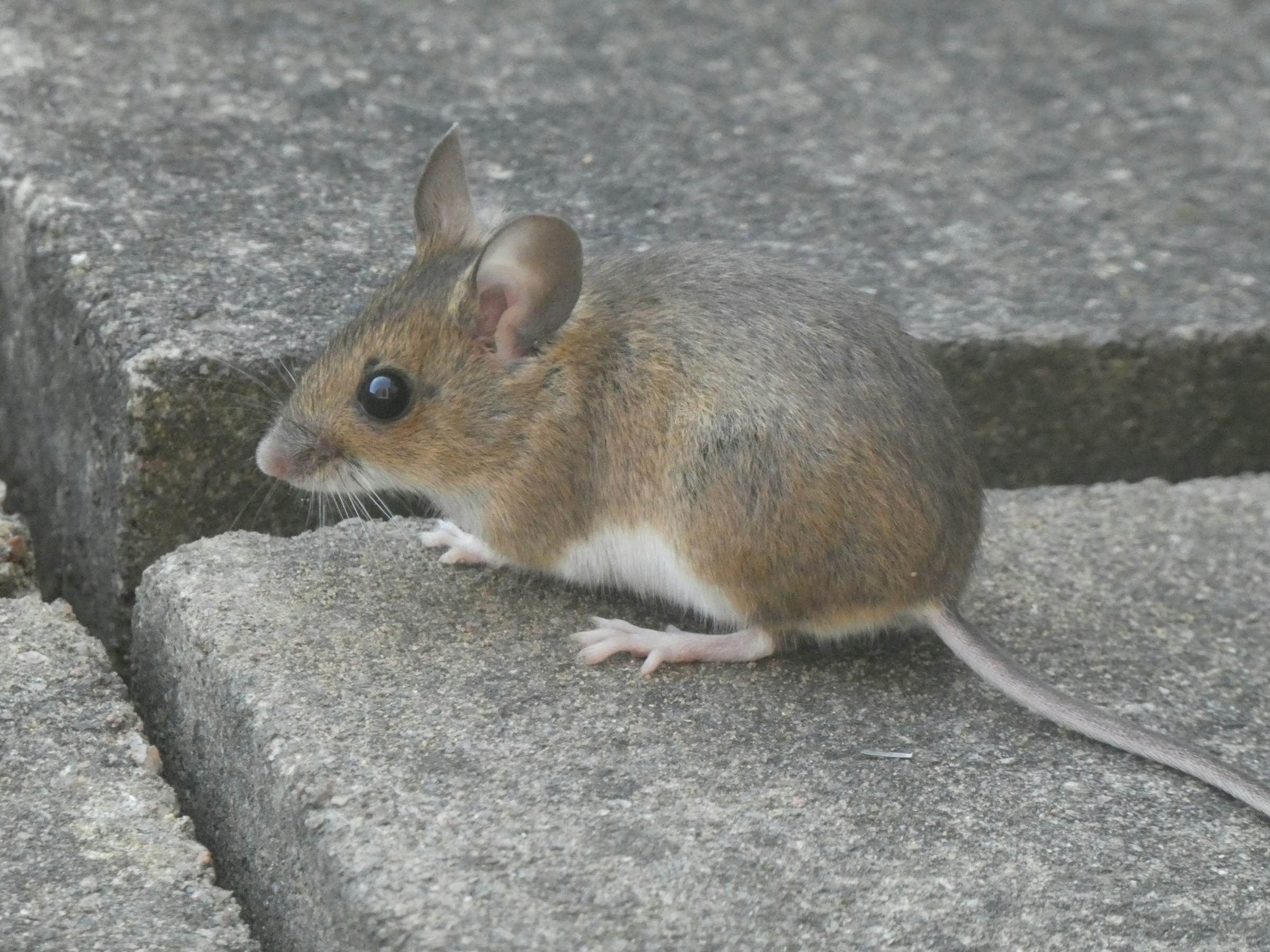 A small brown mouse with a pale belly and long tail standing on a concrete step.