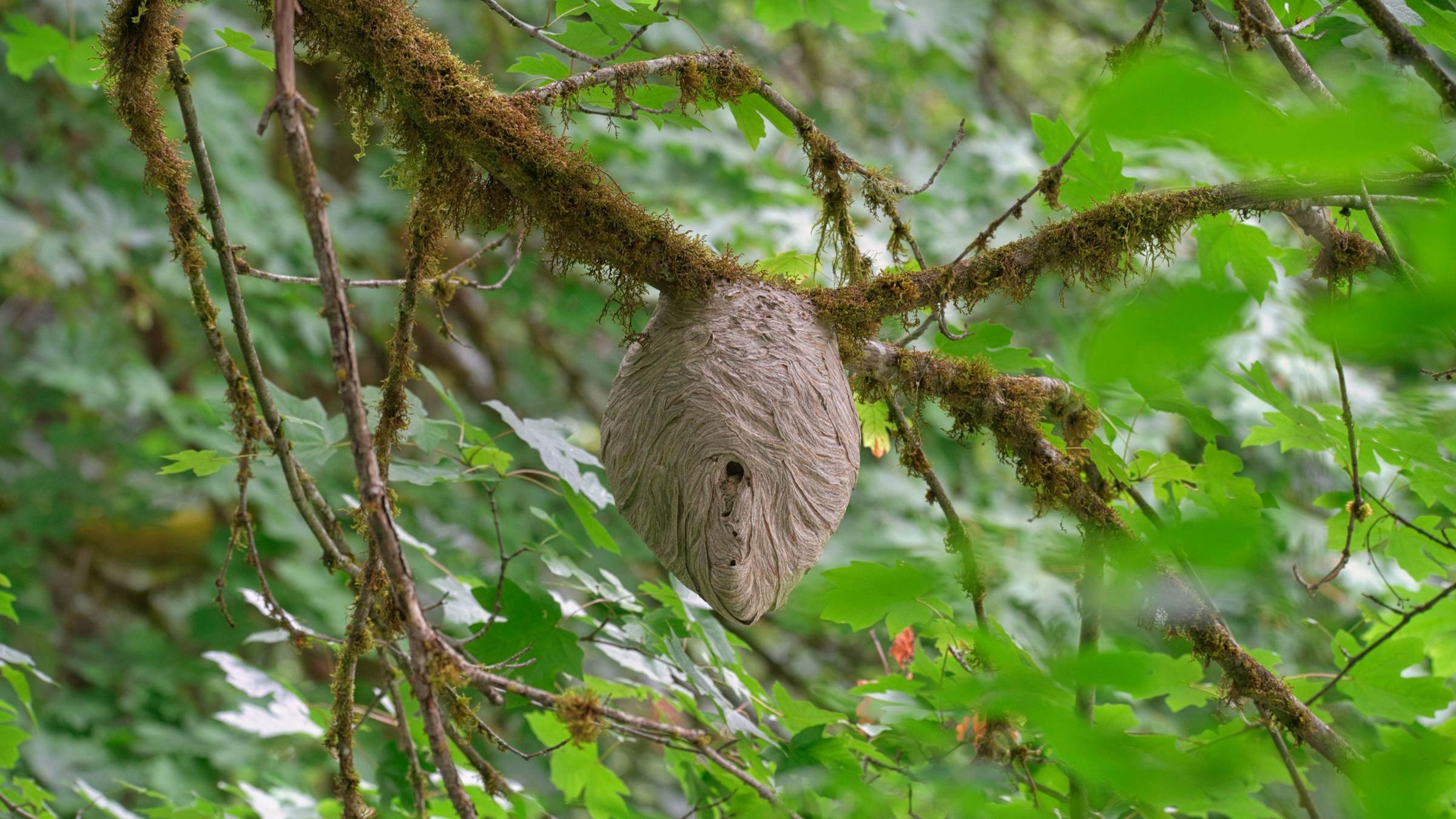 A grey paper wasp nest hanging from a mossy tree branch.